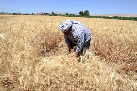 المجالس المحلية في نبع السلام تخطط لشراء 60 ألف طن قمح من الفلاحين