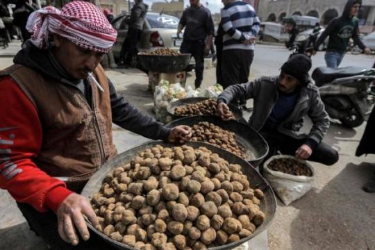 نيويورك تايمز: قوات النظام السوري تبتز العاملين بجمع الكمأة شرق سوريا