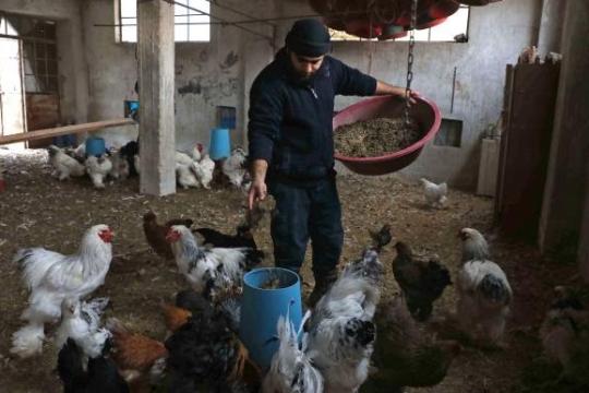 الزلزال يتسبب بنفوق 10-15 بالمائة من الدجاج في مناطق سيطرة الأسد