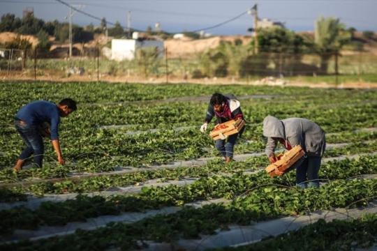 اتهامات لحكومة النظام السوري بإلحاق أضرار بالقطاع الزراعي