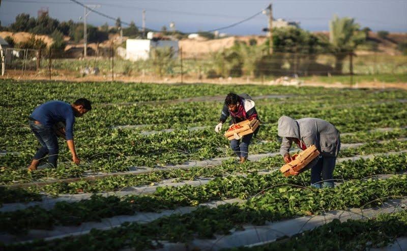 اتهامات لحكومة النظام السوري بإلحاق أضرار بالقطاع الزراعي