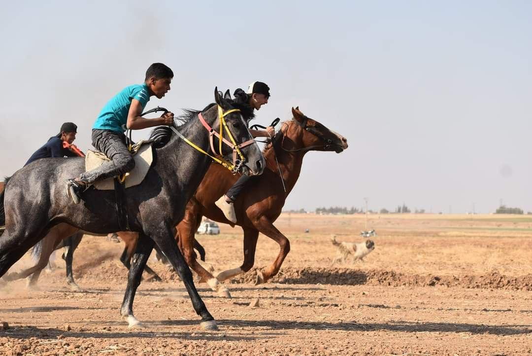 رأس العين تستضيف مهرجان "الشهيد عبد الباسط الساروت" للخيول العربية الأصيلة