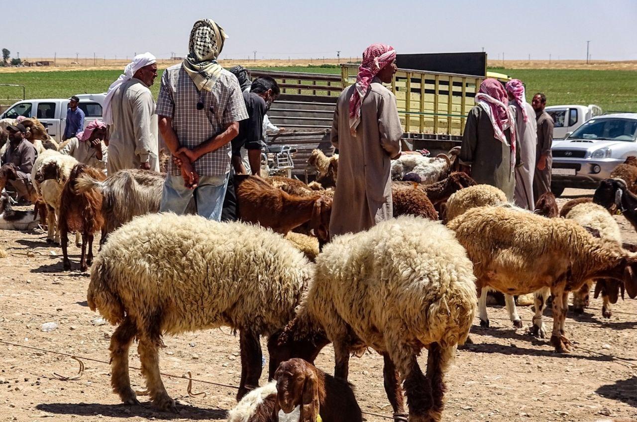 عيد الأضحى بلا أضاحي في سورية