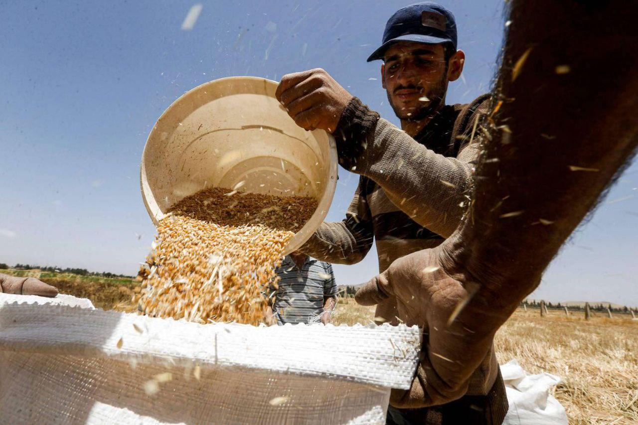 الجيش الوطني السوري ينفي فرض رسوم على محاصيل القمح في "نبع السلام