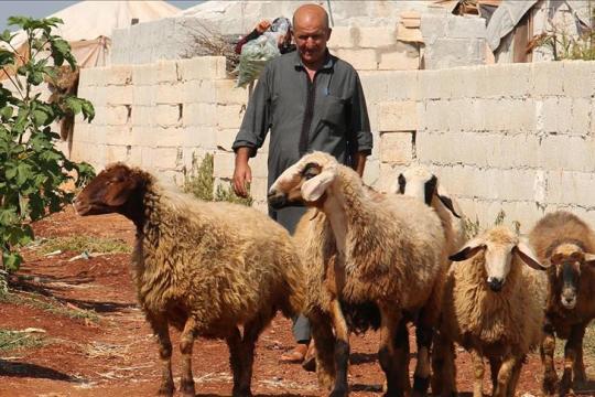 تضاعف أسعار المواشي يحرم الكثير من أهالي  شمال سوريا من ذبح الأضاحي