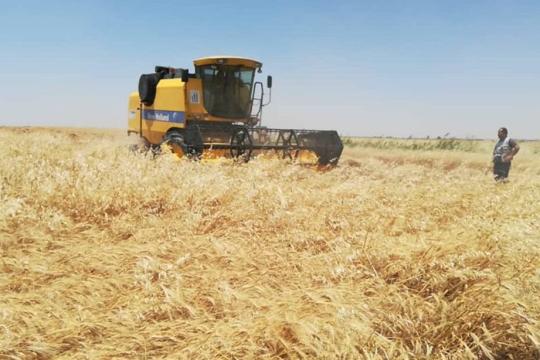 فلاحو ديرالزور لـ"نداء بوست": نرفض تسعيرة الإدارة الذاتية لمحصولي القمح والشعير