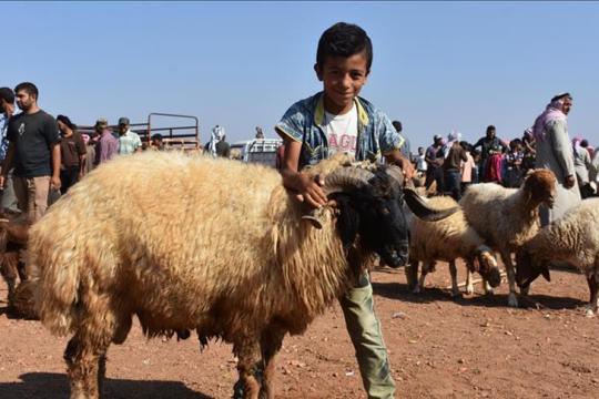 أسعار الأضاحي تُسجِّل ارتفاعاً كبيراً في مناطق سيطرة النظام السوري